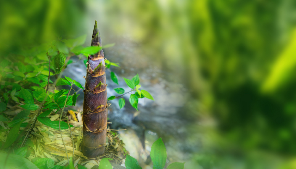 金芒果教育|孩子成長最關鍵在于感受到生命的上升